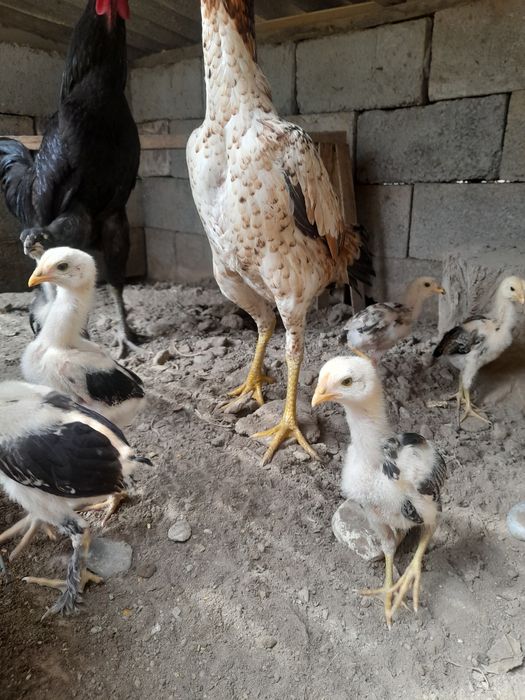 Dakan makiyon 7 ta bolasi b.n aprelda chiqqan