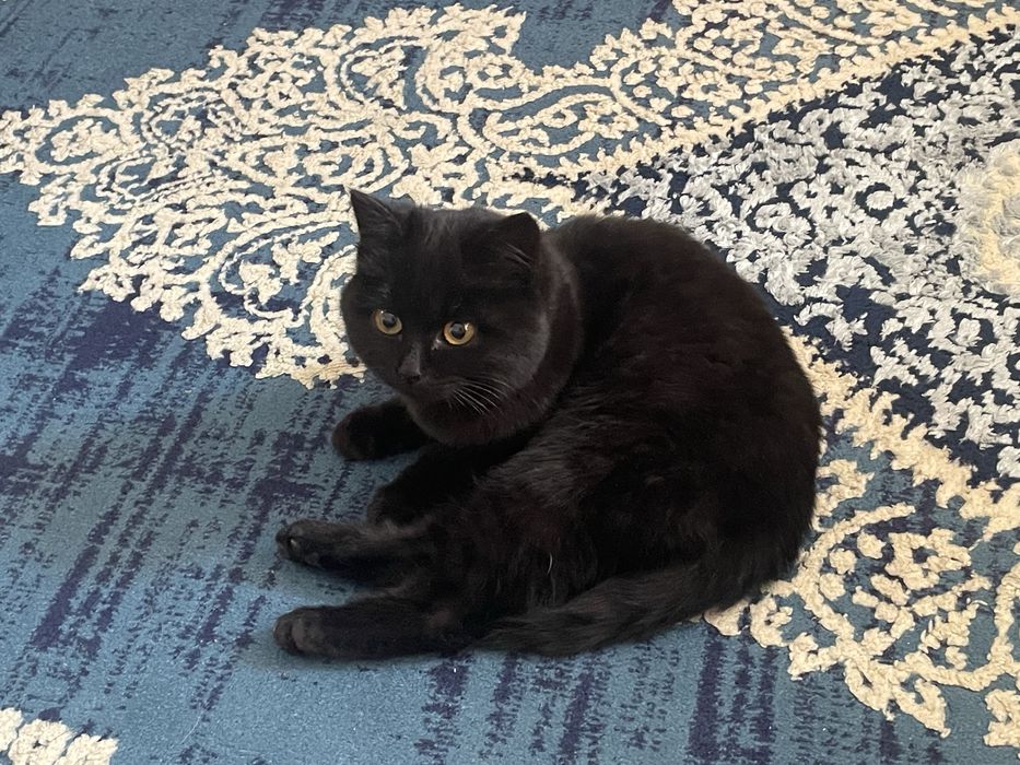 Подросший коотенок в добрые руки