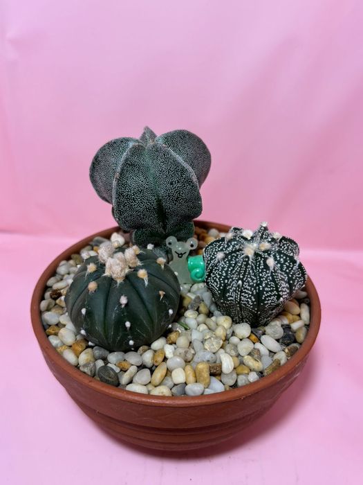 Композиции из суккулентов