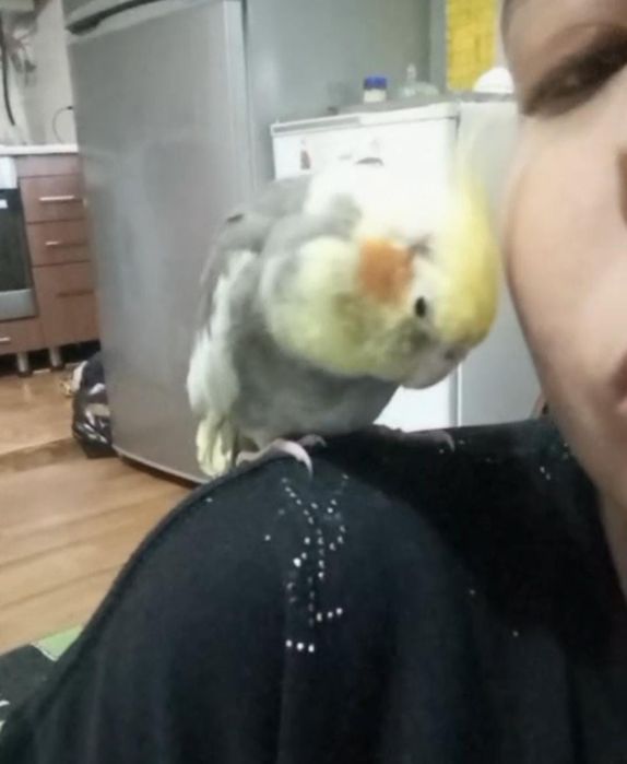 Карелла самец ручной