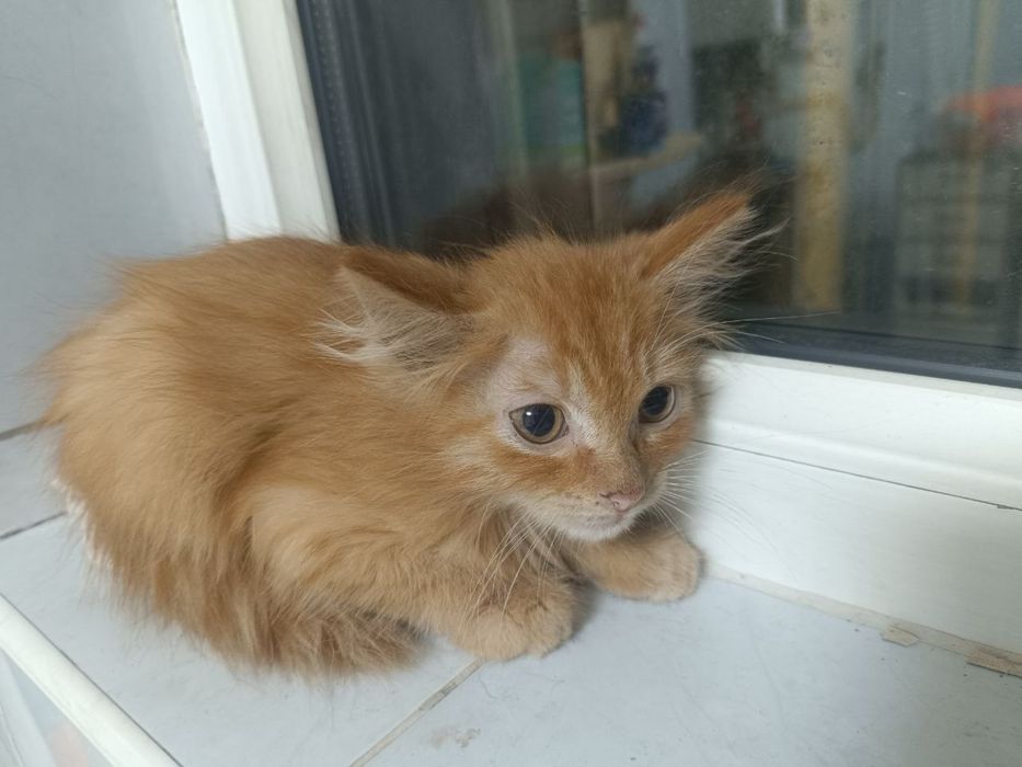 Отдам котят в добрые руки