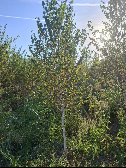 Vand mesteacan tei Arțar Stejar platan