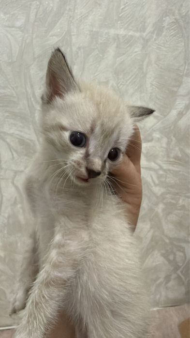 Отдадим в добрые руки