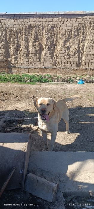 Labrador kuchuk. Rangi sariq