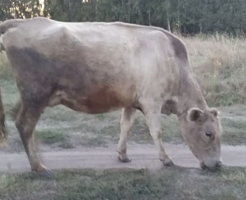 Продам корову и бычка
