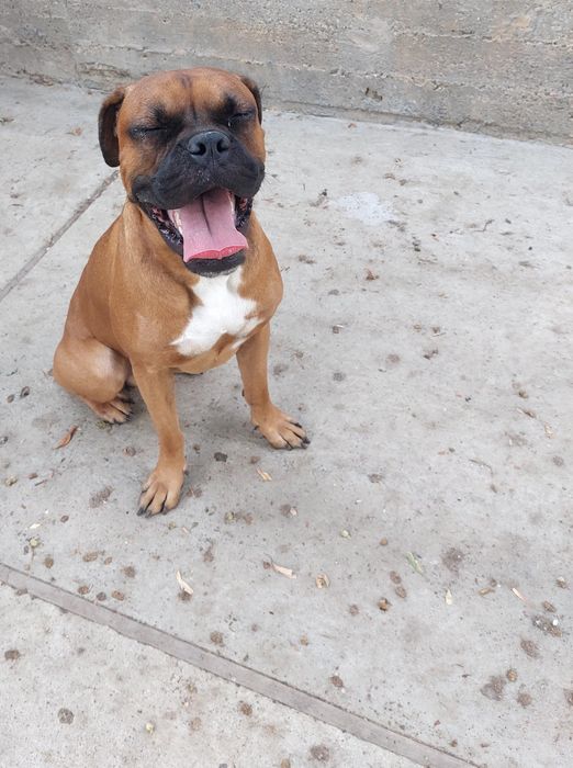 Transport animale de companie