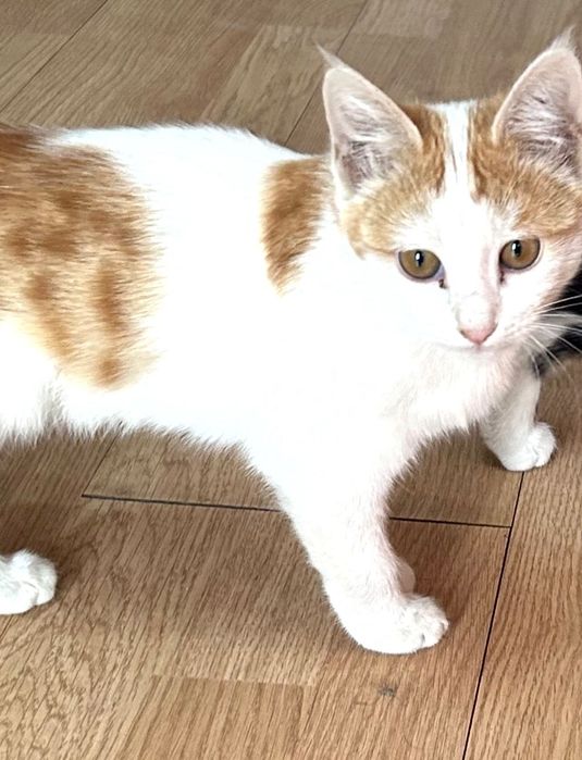 Котята В Бухаре.