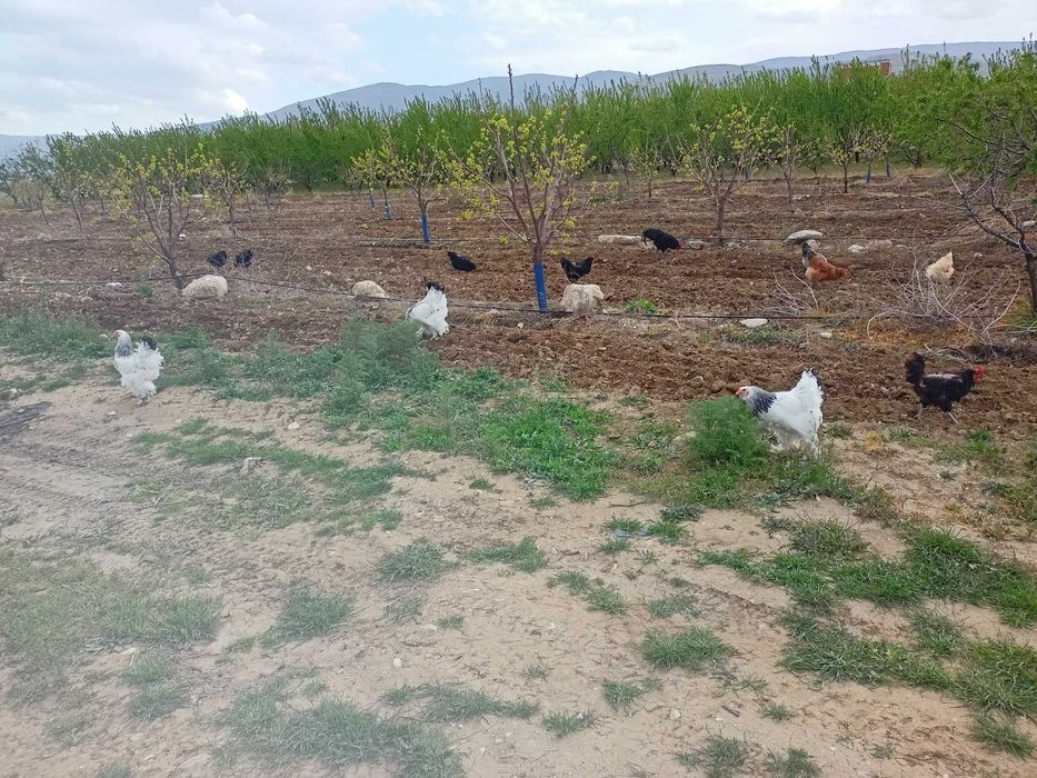 Домашни яйца от свободни  кокошки за консумация и оплодени.