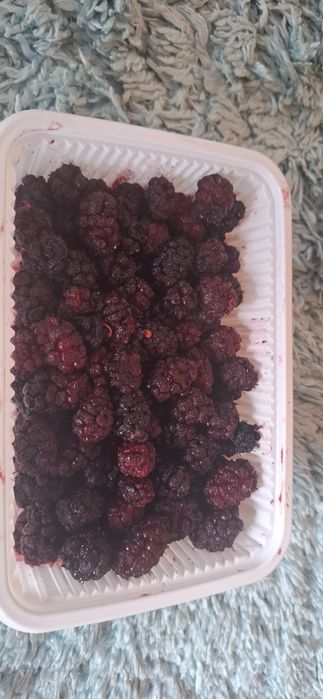 Shotut muzlatilgan 20000 so‘m 100gr.