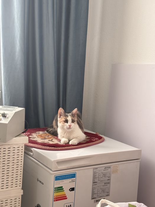 Отдам котенка в хорошие руки