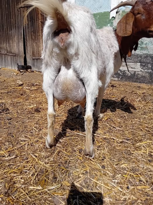 De vanzare capra boer.