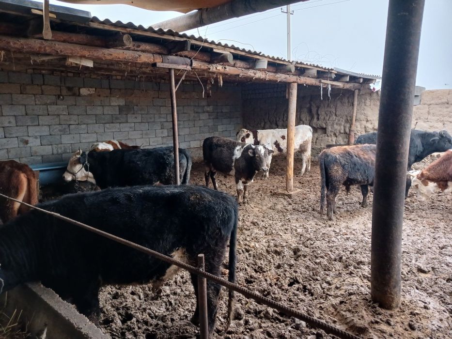 Букалар сатылады