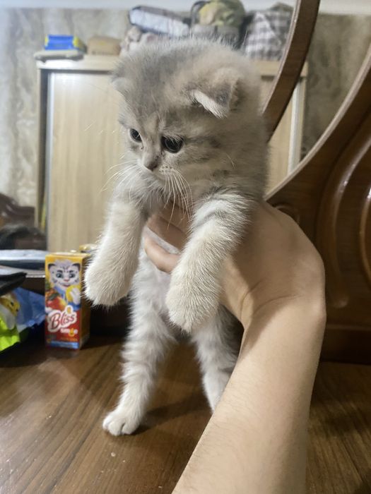 Продаётся котенок