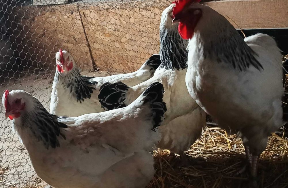 Oua pentru incubat de gaini din rasele outoare si grele