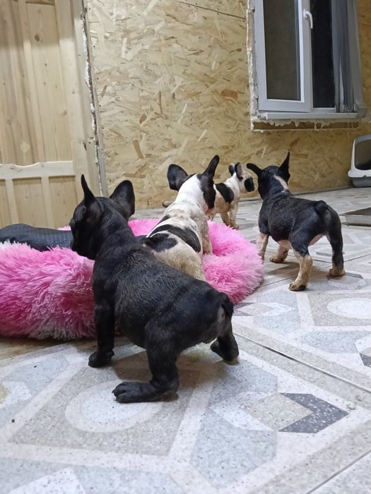 Французский бульдог