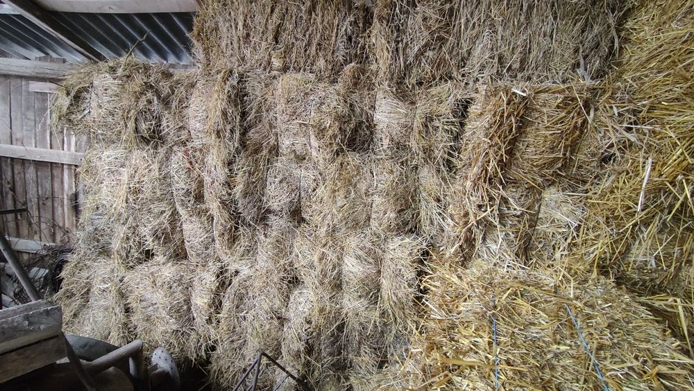 Fân fân fân fân calitate bună