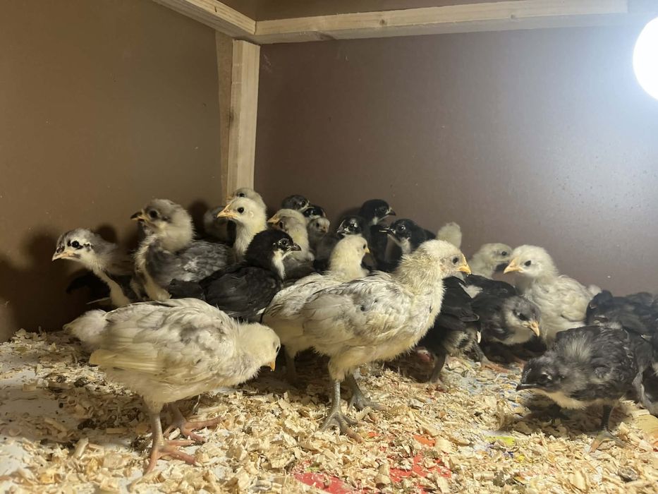 Pui Auatralorp 28/29 zile ,4 culori