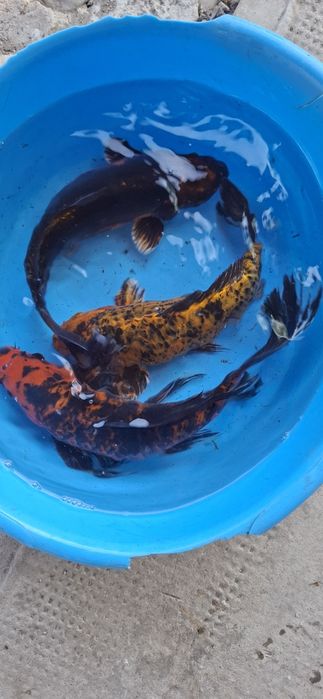 Krap koi,carasi japonezi