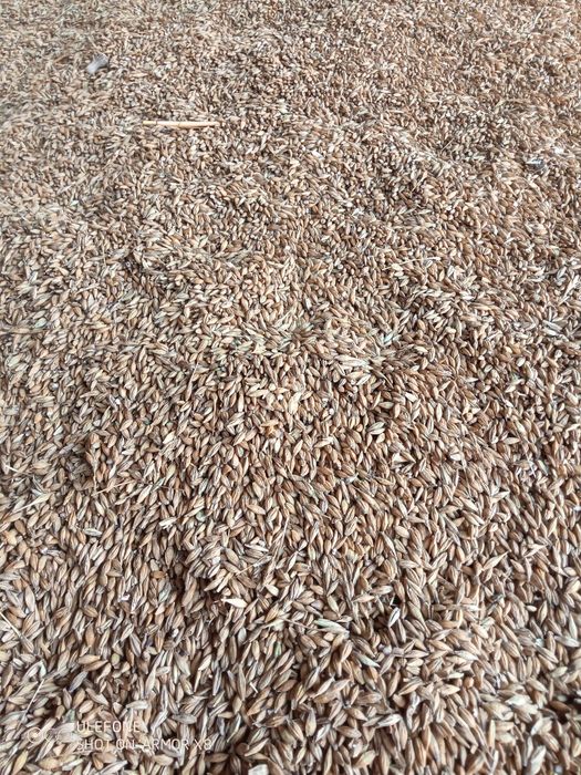 Vând grau, triticale,orz și ovăz
