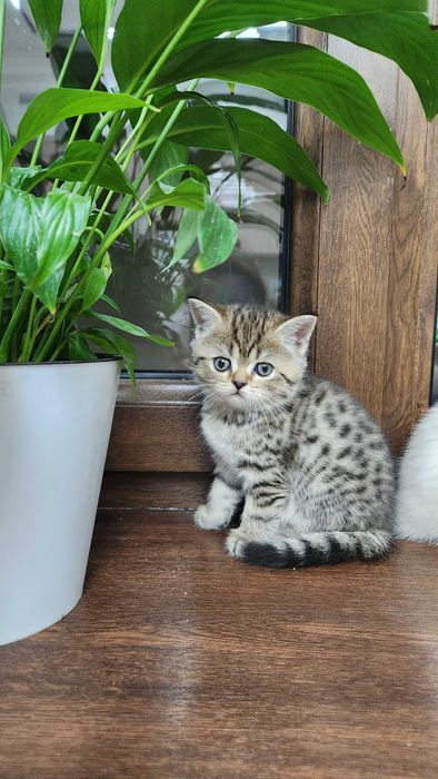 Продаются породистые котята