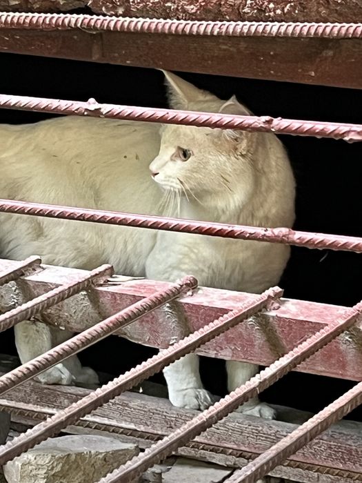 Найден белый котик.