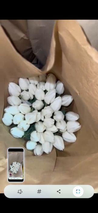 Цветы тюльпаны ОПТОМ и розницу