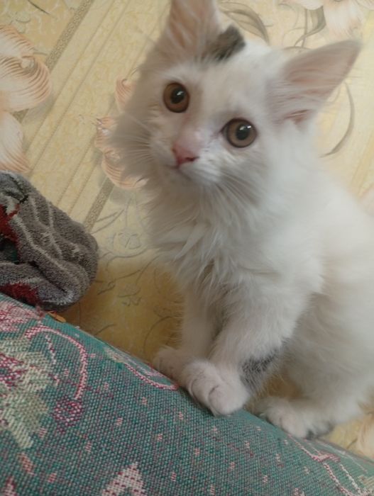 Отдам даром котёнка.