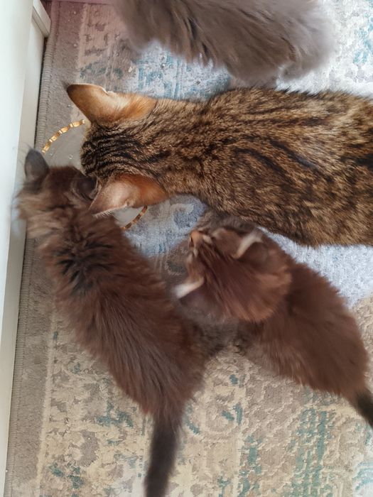Отдам котят в добрые руки