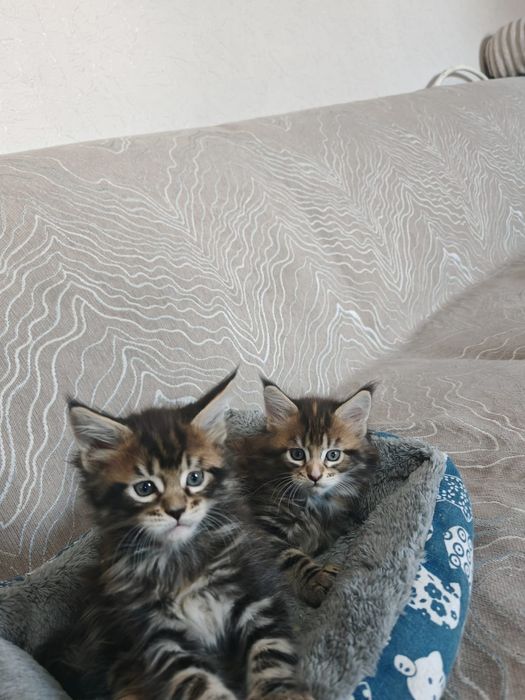 Предлагаю котят Мейн-кун
