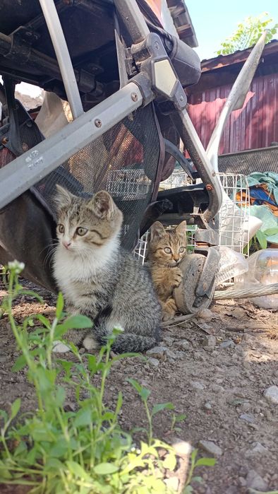 Отдам котят в добрые руки