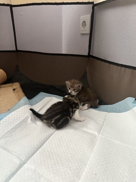 Шотландские котяты
