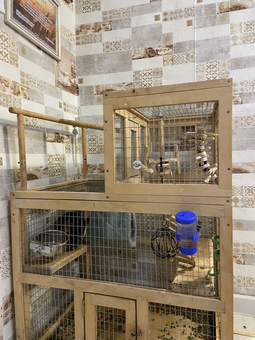 Продам шиншиллу