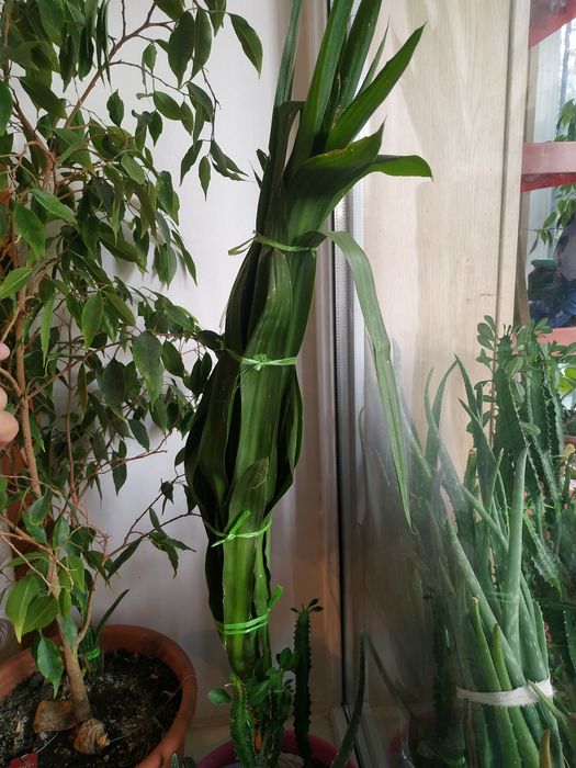 Продам Алоэ , Мелисса , Толстянка , Фикус.