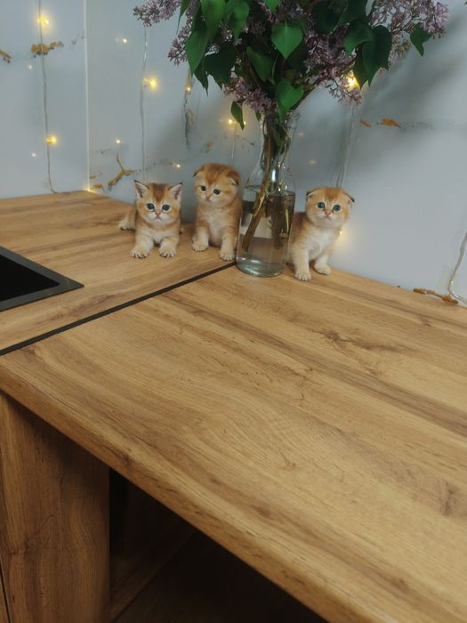 Котята Драгоценного окраса шиншилла