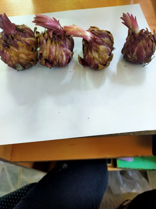 Продажа: Цветы и растения для сада