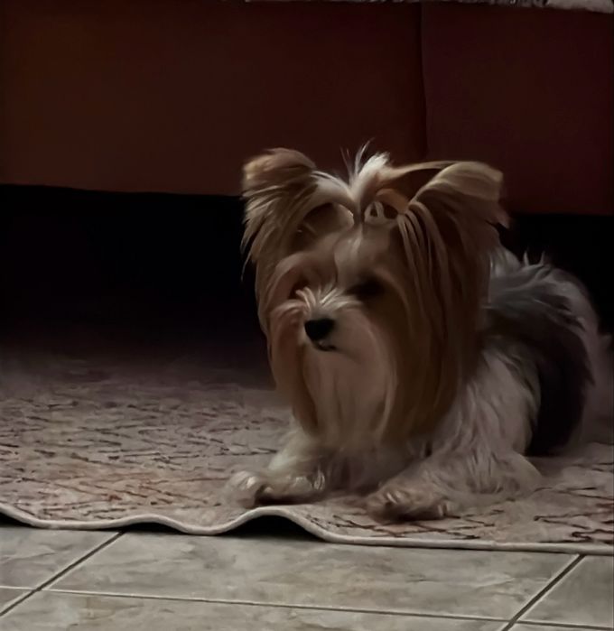 Йоркширски териер бивер