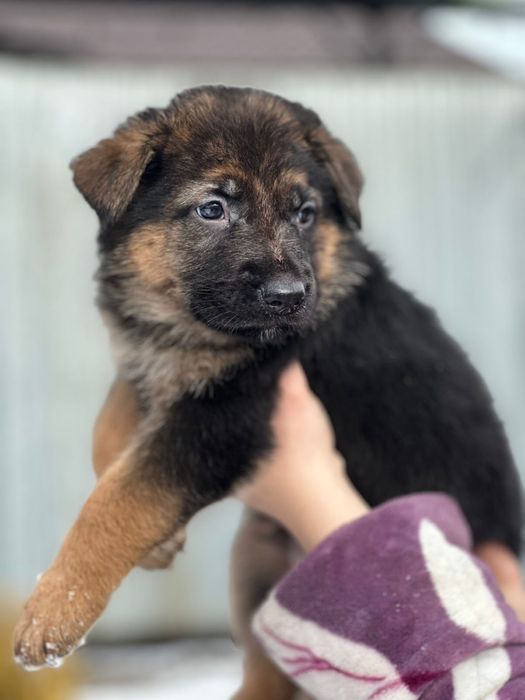 Продам щенков немецкой овчарки