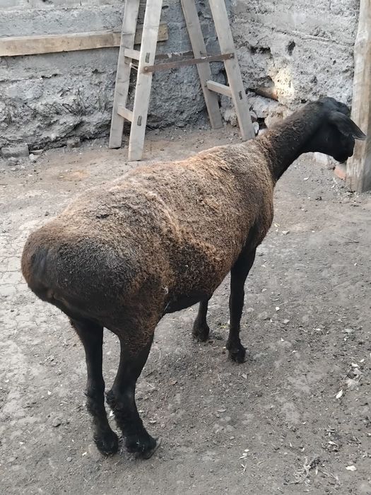 продам ярку молодая