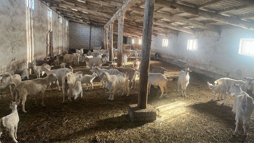 Capre Saanen, iezi, de vanzare