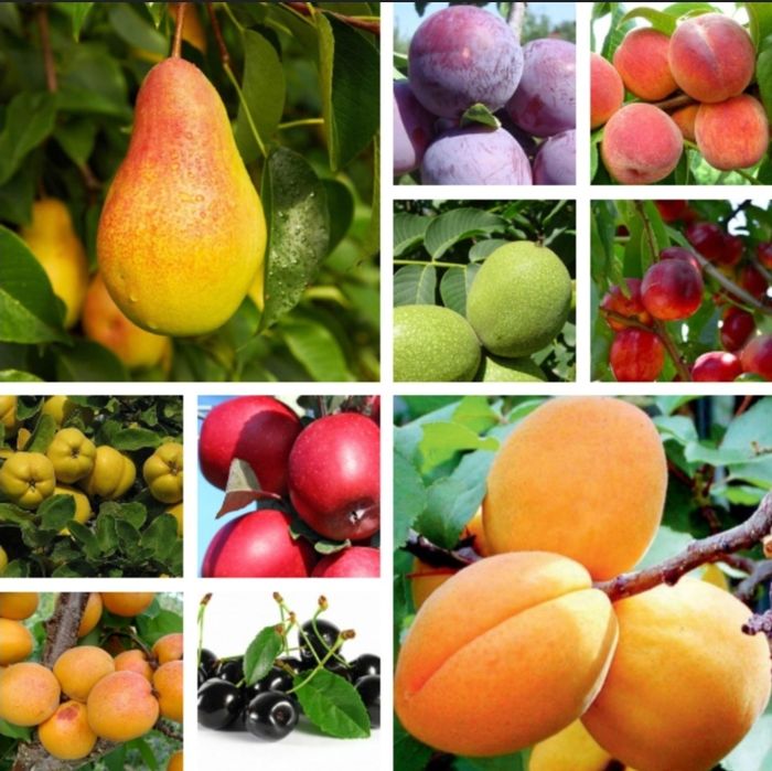 Vindem si plantăm pomi fructiferu