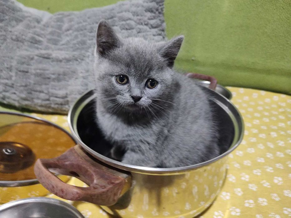 британско семейство търси спешно дом за своите котенца