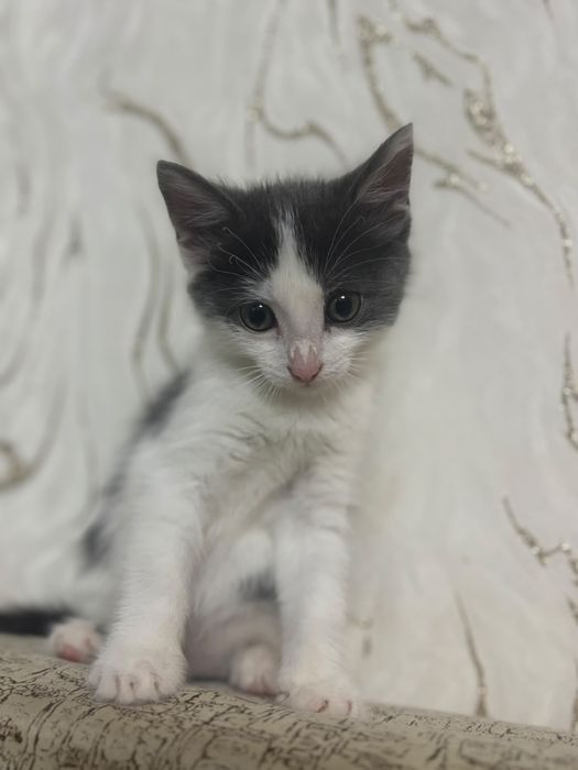 Отдам котенка в добрые руки