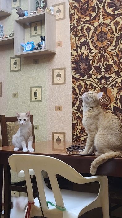 Продам котёнка рыженький