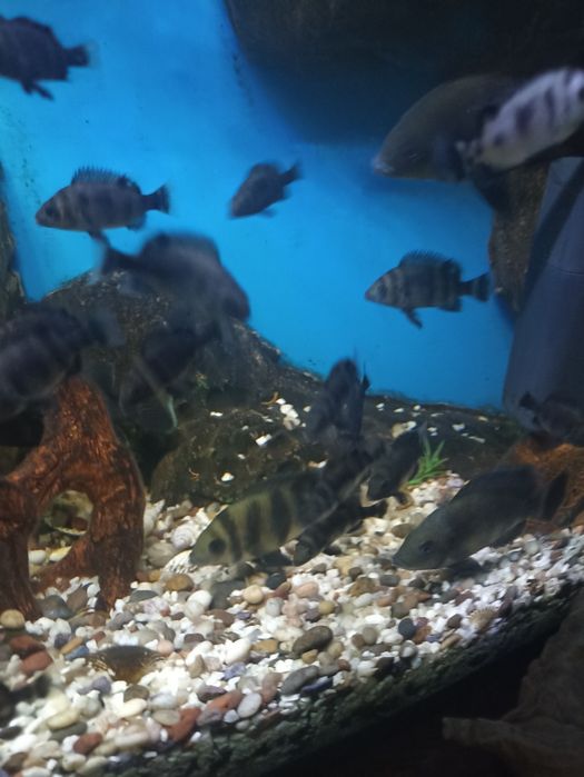 Рыба Тиляпия Зебровая, Блейк Видов