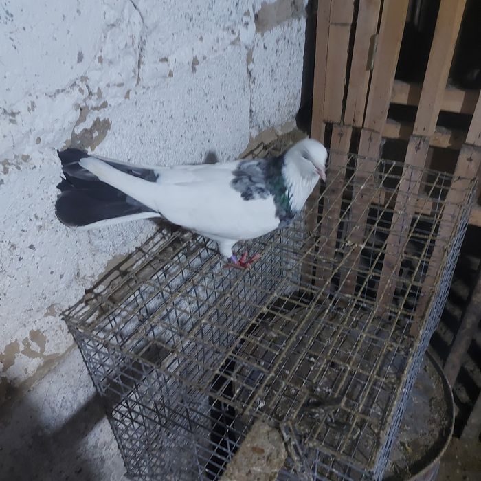 Мрамор шейки самка