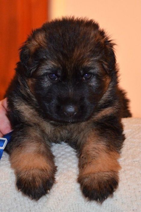 Продаются щенки нем авчарки