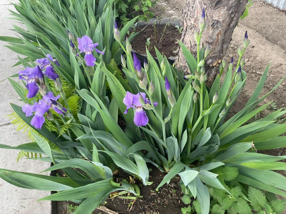 Продается Ирис нежно сиреневый высокий