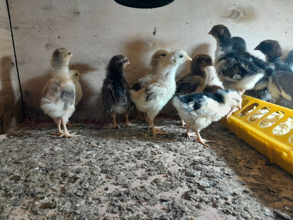 Цыплята шведский блюмен