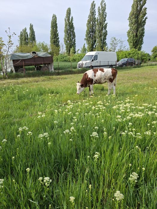 Baltata romaneasca