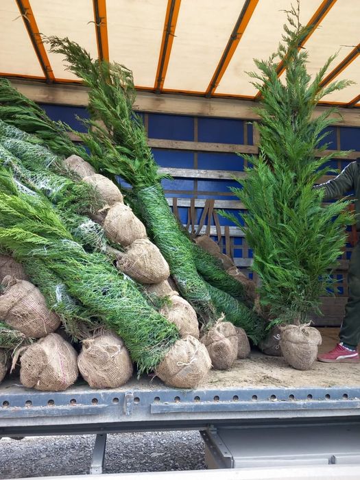 Tuia leilandi o creștere rapida și ușor de întreținut